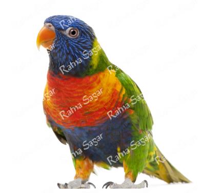 Image